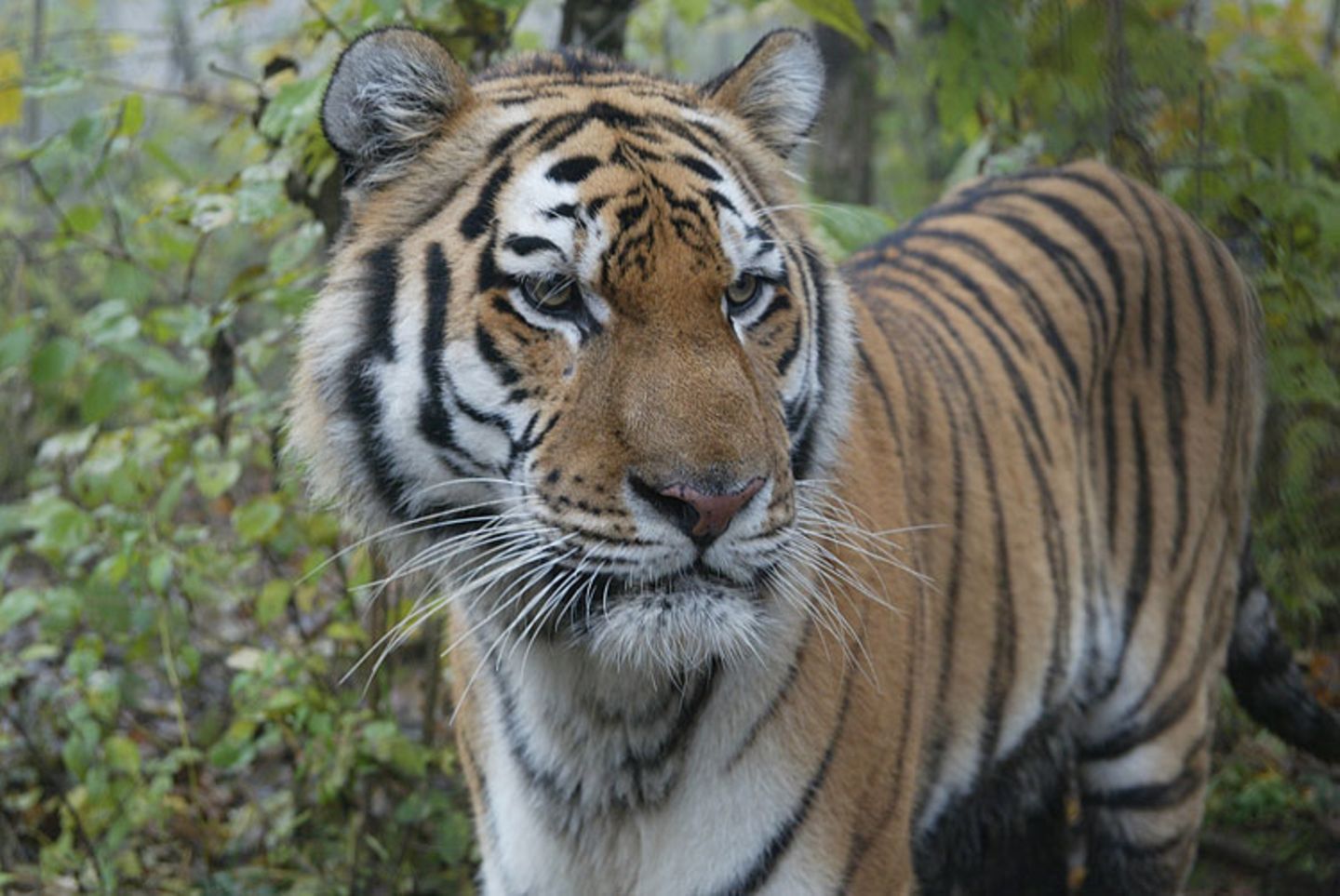 Tiger: Bedrohte Jäger - Bild 6