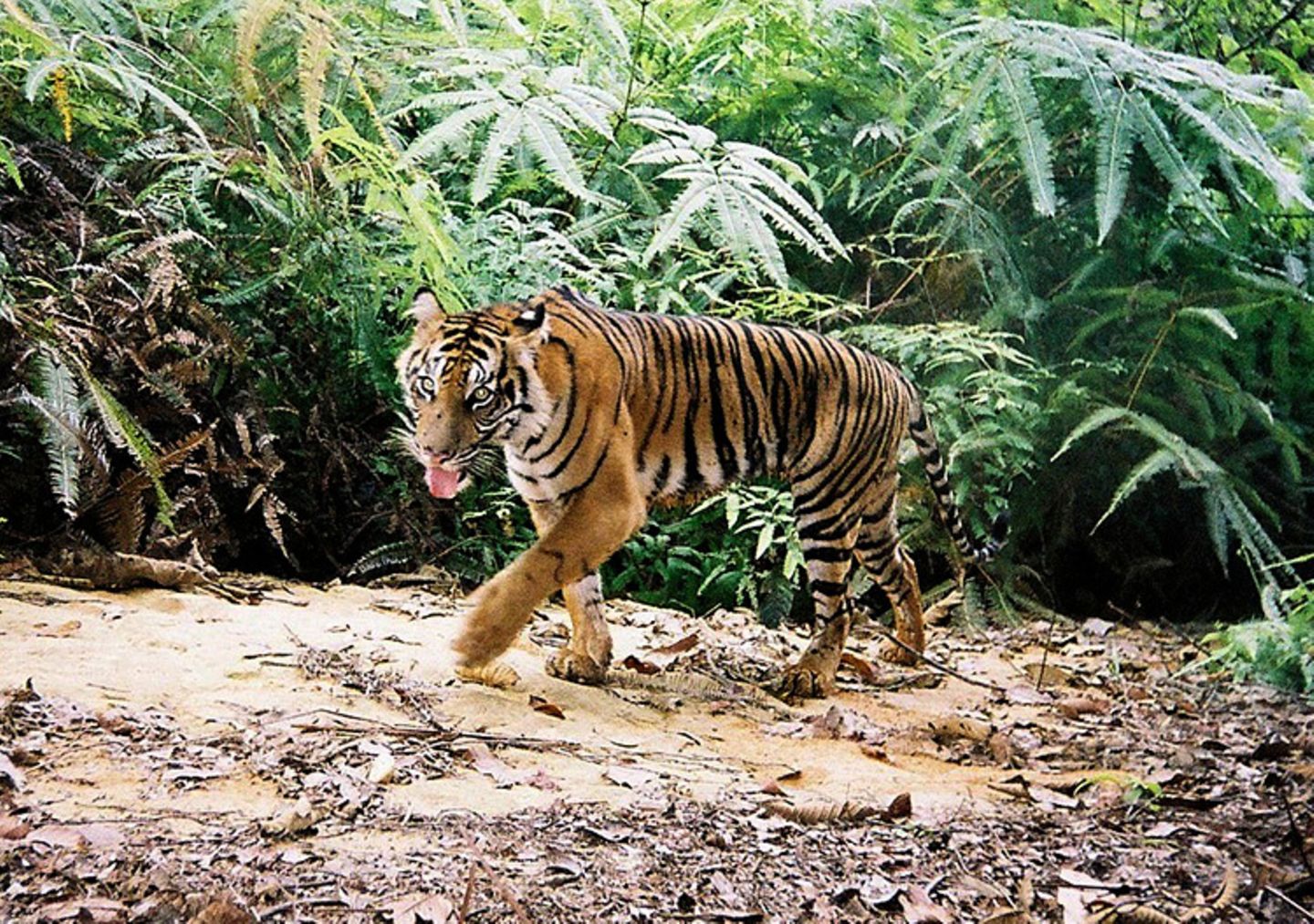 Tiger: Bedrohte Jäger - Bild 8