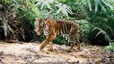 Tiger: Bedrohte Jäger - Bild 8