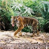 Tiger: Bedrohte Jäger - Bild 8