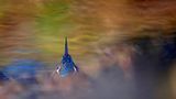 Fotogalerie: Die besten europäischen Naturfotografen - Bild 2