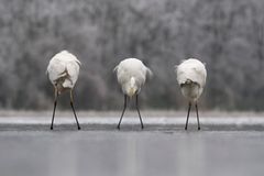 Fotogalerie: Die besten europäischen Naturfotografen - Bild 3