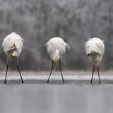 Fotogalerie: Die besten europäischen Naturfotografen - Bild 3