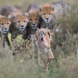 Fotogalerie: Die besten europäischen Naturfotografen - Bild 4