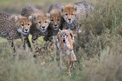 Fotogalerie: Die besten europäischen Naturfotografen - Bild 4