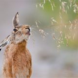 Fotogalerie: Die besten europäischen Naturfotografen - Bild 5