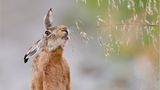 Fotogalerie: Die besten europäischen Naturfotografen - Bild 5
