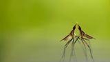 Fotogalerie: Die besten europäischen Naturfotografen - Bild 6