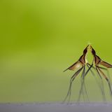 Fotogalerie: Die besten europäischen Naturfotografen - Bild 6