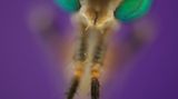 Fotogalerie: Die besten europäischen Naturfotografen - Bild 7