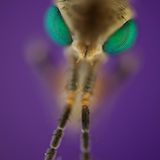 Fotogalerie: Die besten europäischen Naturfotografen - Bild 7