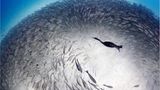 Fotogalerie: Die besten europäischen Naturfotografen - Bild 9