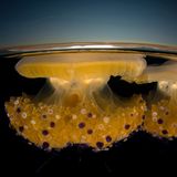 Fotogalerie: Die besten europäischen Naturfotografen - Bild 10