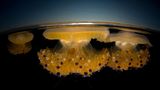 Fotogalerie: Die besten europäischen Naturfotografen - Bild 10