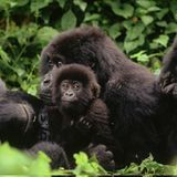 Berggorillas: Bedrohte Affen