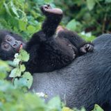 Berggorillas: Es werden wieder mehr - Bild 2