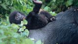Berggorillas: Es werden wieder mehr - Bild 2