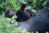 Berggorillas: Es werden wieder mehr - Bild 2