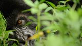 Berggorillas: Es werden wieder mehr - Bild 3