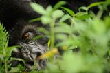 Berggorillas: Es werden wieder mehr - Bild 3