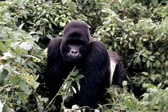 Berggorillas: Es werden wieder mehr - Bild 4