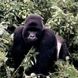 Berggorillas: Es werden wieder mehr - Bild 4