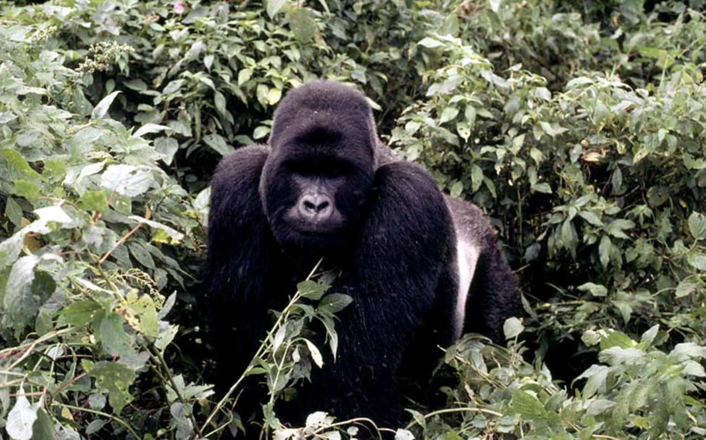Berggorillas: Es werden wieder mehr - Bild 4 Berggorillas: Es werden wieder mehr - Bild 4