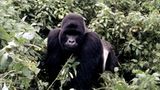 Berggorillas: Es werden wieder mehr - Bild 4