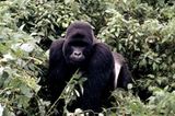 Berggorillas: Es werden wieder mehr - Bild 4