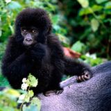 Berggorillas: Es werden wieder mehr - Bild 5