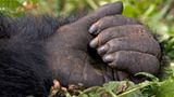 Berggorillas: Es werden wieder mehr - Bild 6