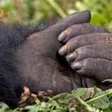 Berggorillas: Es werden wieder mehr - Bild 6