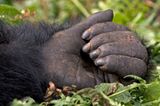 Berggorillas: Es werden wieder mehr - Bild 6