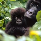 Berggorillas: Es werden wieder mehr - Bild 7