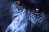 Berggorillas: Es werden wieder mehr - Bild 8