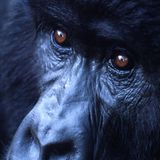 Berggorillas: Es werden wieder mehr - Bild 8