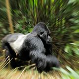 Berggorillas: Es werden wieder mehr - Bild 9