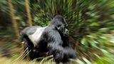 Berggorillas: Es werden wieder mehr - Bild 9