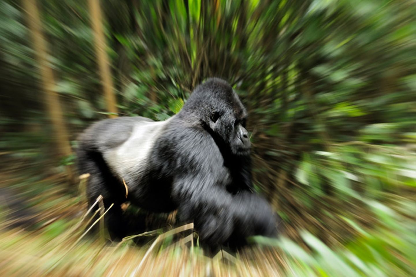 Berggorillas: Es werden wieder mehr - Bild 9 Berggorillas: Es werden wieder mehr - Bild 9
