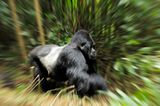 Berggorillas: Es werden wieder mehr - Bild 9