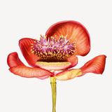 Couroupita guianensis