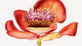 Couroupita guianensis