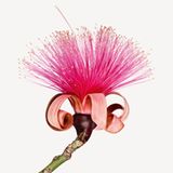 Pseudobombax ellipticum