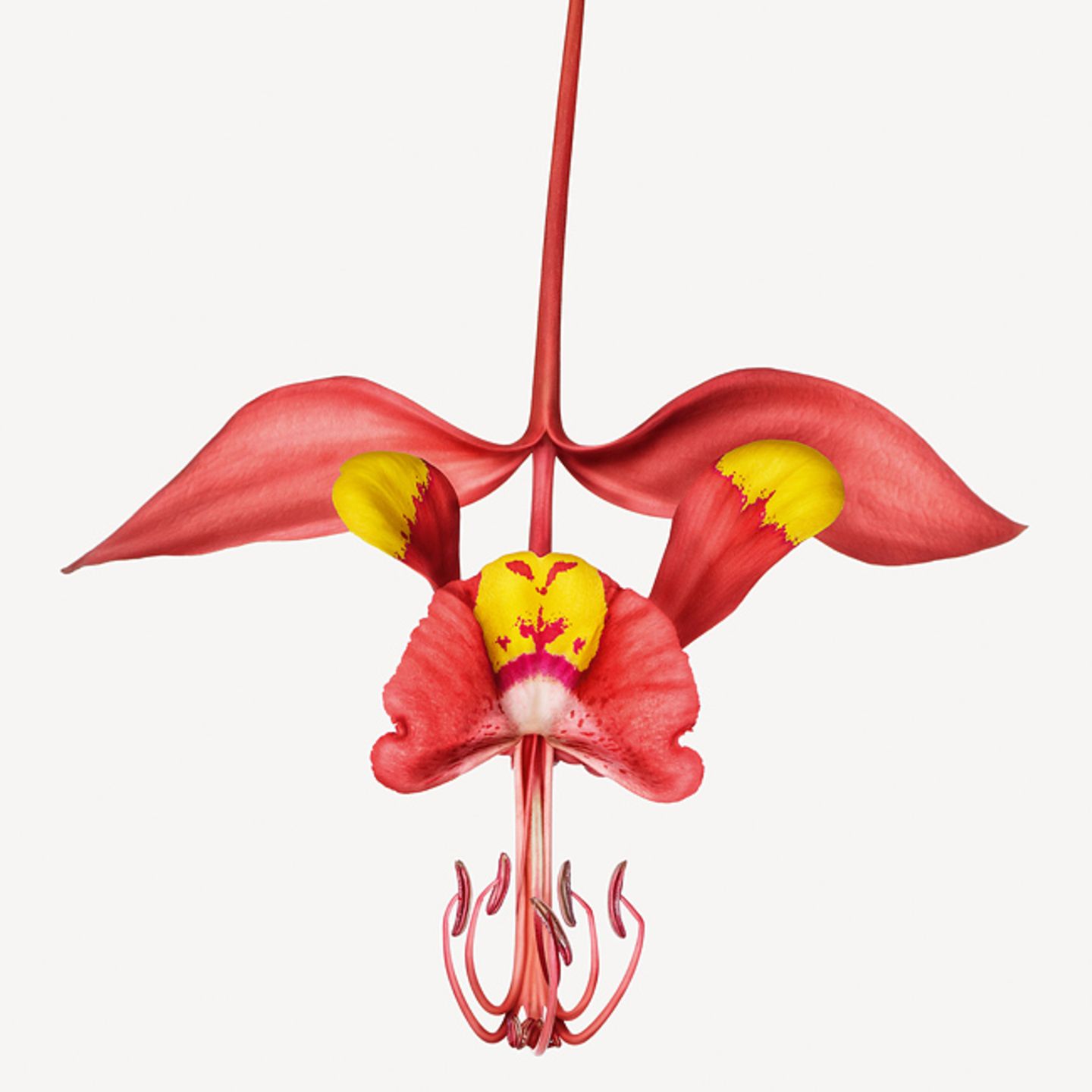 Amherstia nobilis
