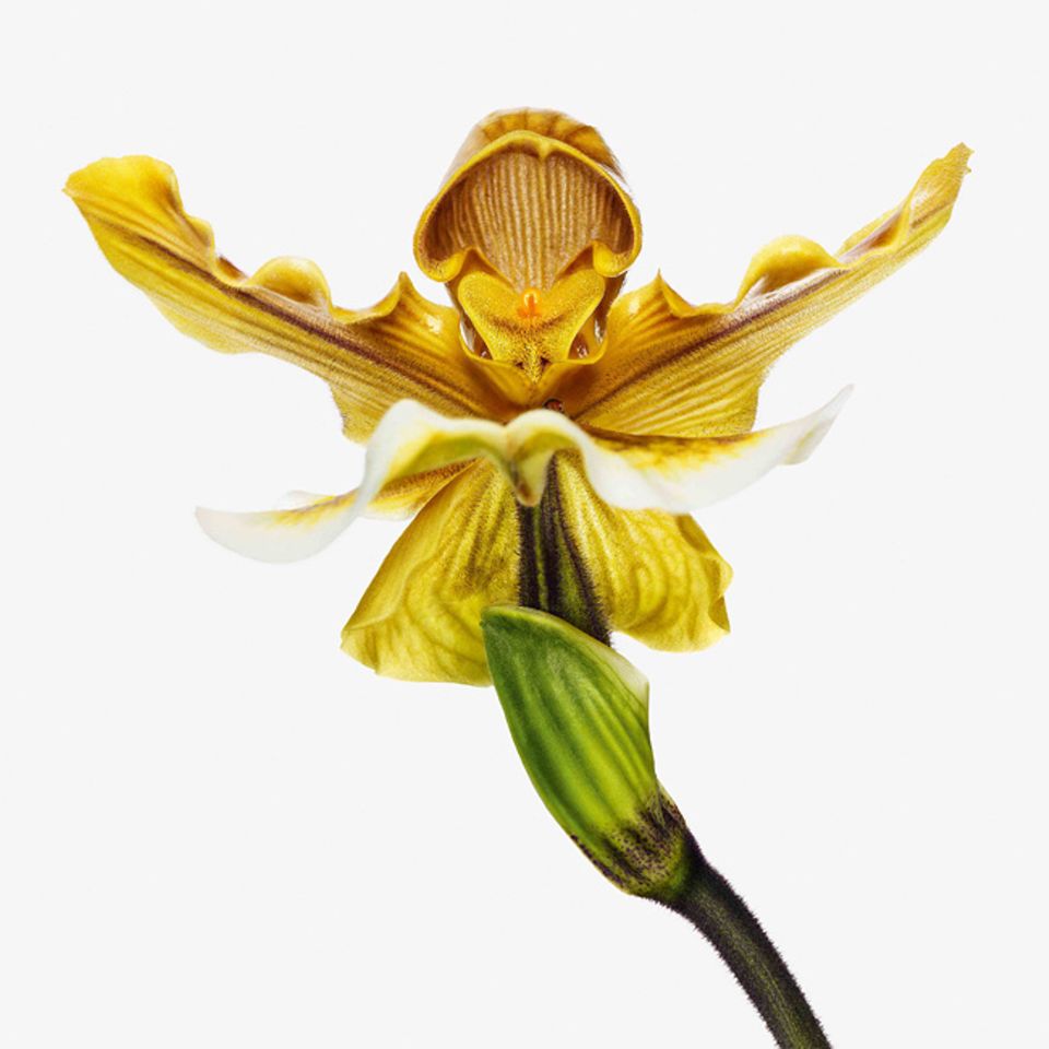 Paphiopedilum