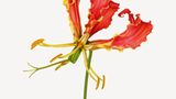 Gloriosa superba cv.