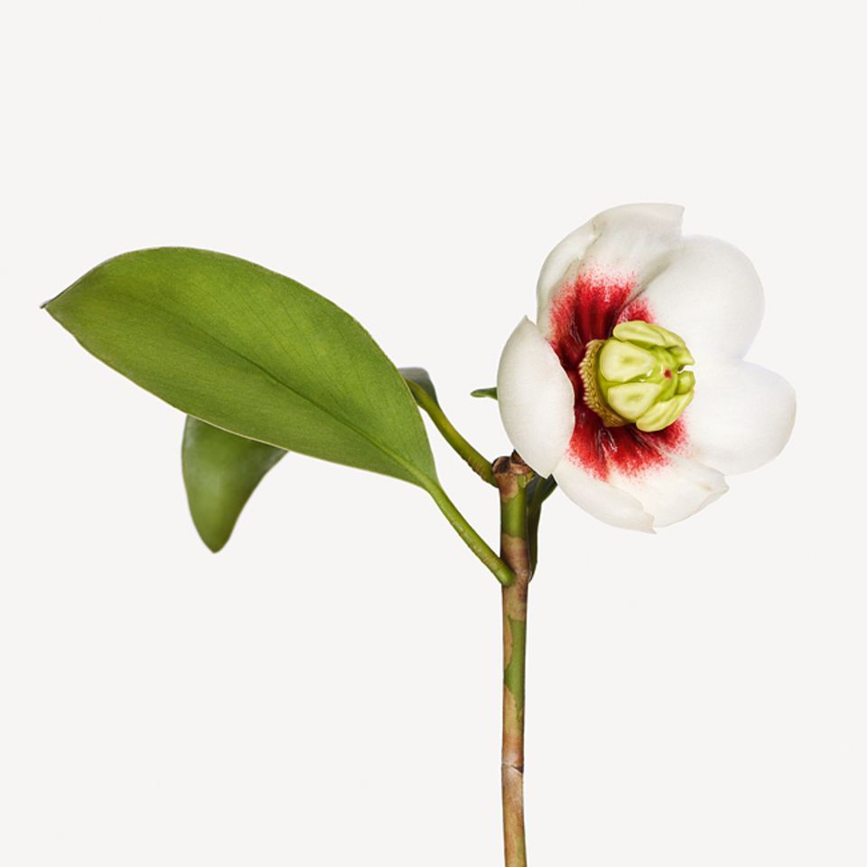 Clusia lanceolata [GEO]