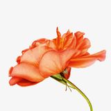 Fotogalerie: Bunte Launen der Natur - Bild 8