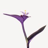 Tradescantia pallida