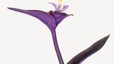 Tradescantia pallida